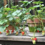 Thumbnail of post image 066